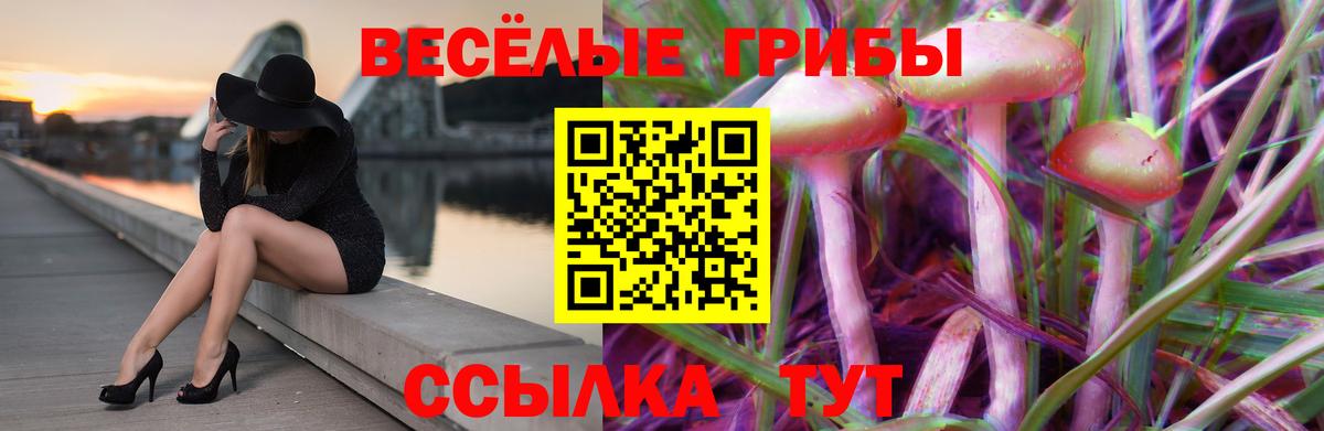 Псилоцибиновые грибы Psilocybe Березники